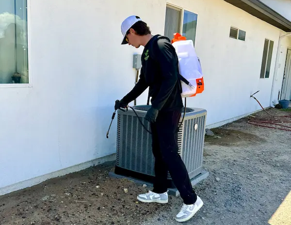 Why DIY Pest Control Often Makes Infestations Worse