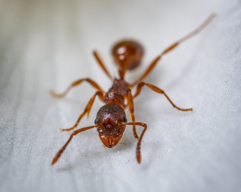 How to Prevent Ant Infestations During Warmer Months