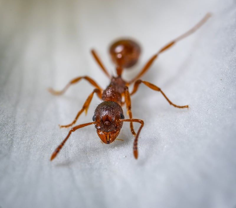How to Prevent Ant Infestations During Warmer Months