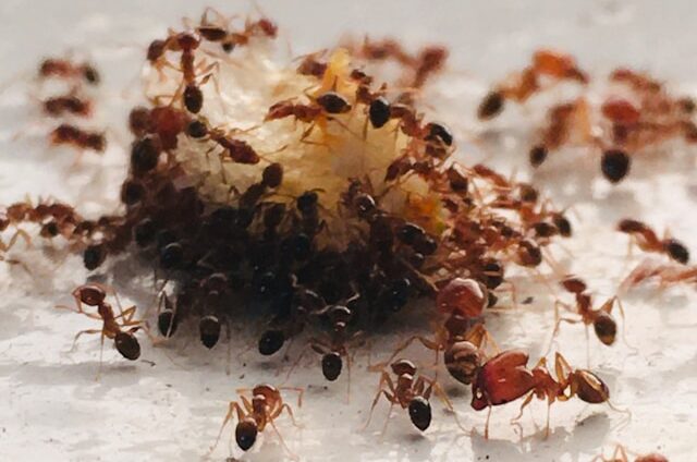 Effective Ant Control Tips For Outdoor Spaces