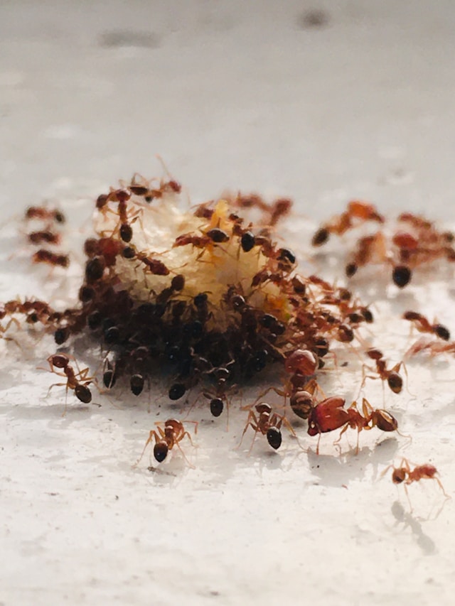 Why Professional Ant Control Delivers Longer Results