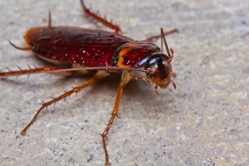 Why Roaches Thrive During Hot Arizona Weather