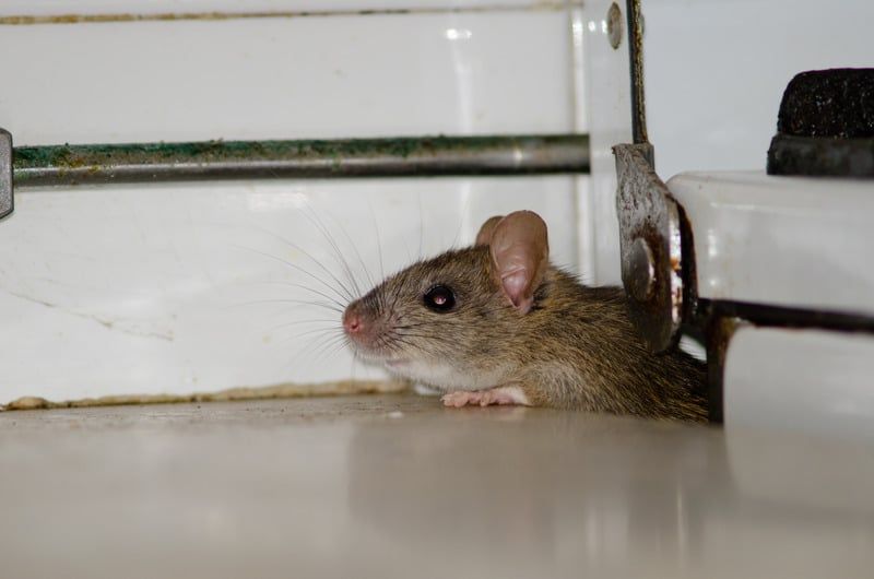 Why Rodents Seek Shelter When The Weather Gets Cooler