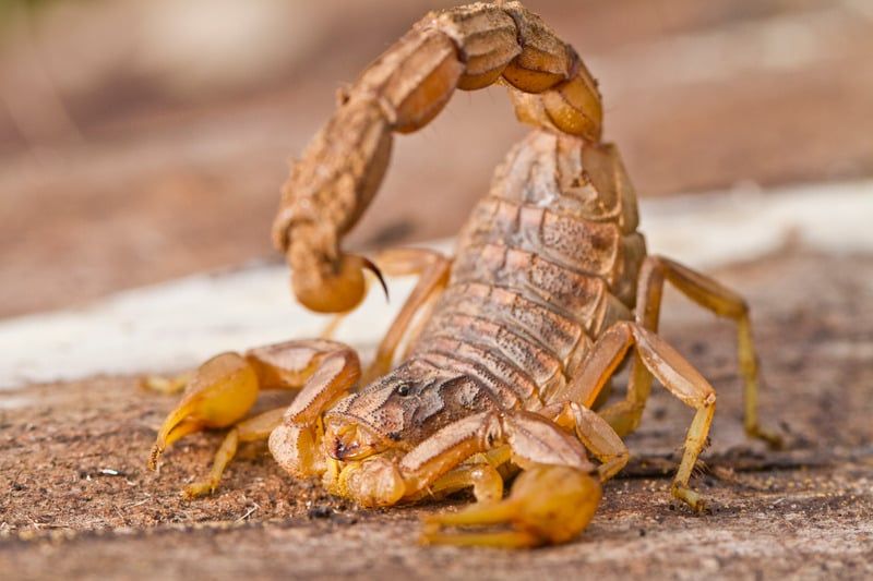 How To Keep Scorpions Away From Outdoor Living Spaces