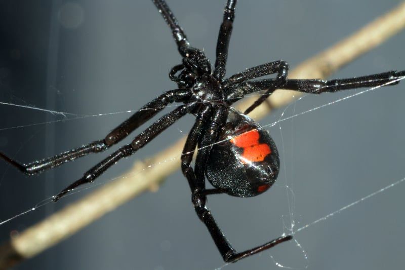 How To Keep Spiders Out Of Your Home This Summer Season