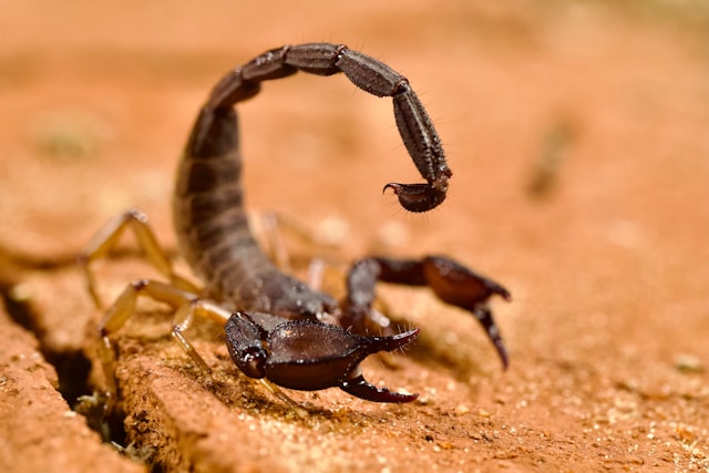 What Attracts Scorpions Into Prescott Area Homes in the Late Summer
